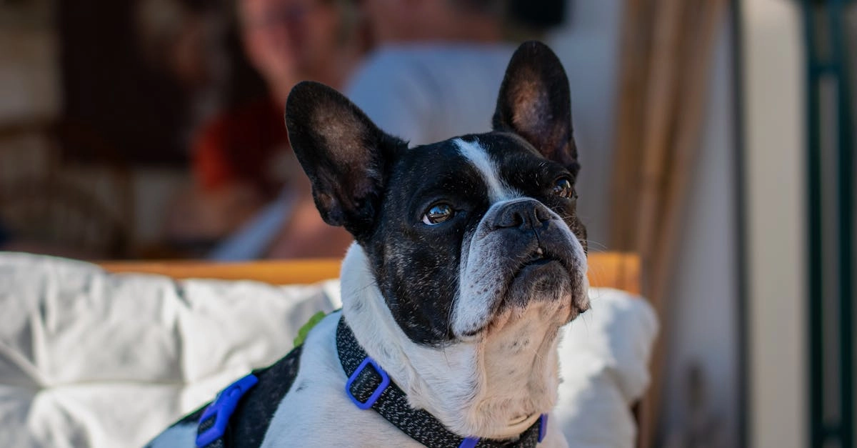 Программы лояльности казино без депозита для получения статуса