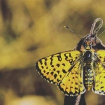 Wild West Gold слот с золотыми символами и ковбойской тематикой