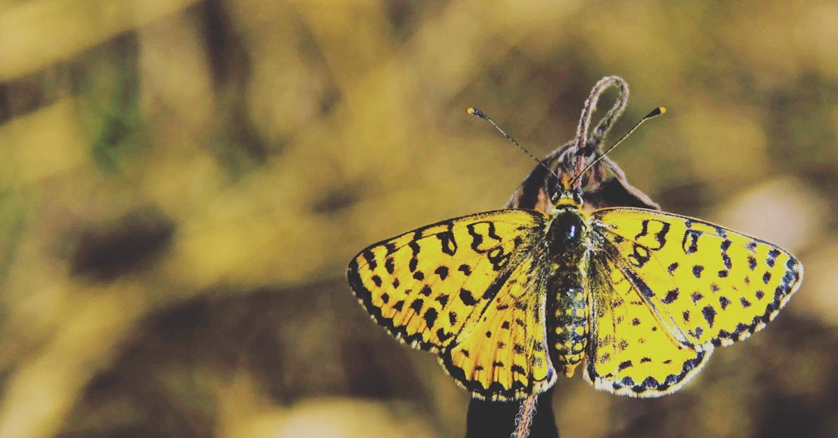 Wild West Gold слот с золотыми символами и ковбойской тематикой